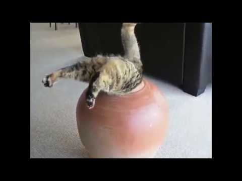 If You Laugh You Lose - Funny Cat Fails