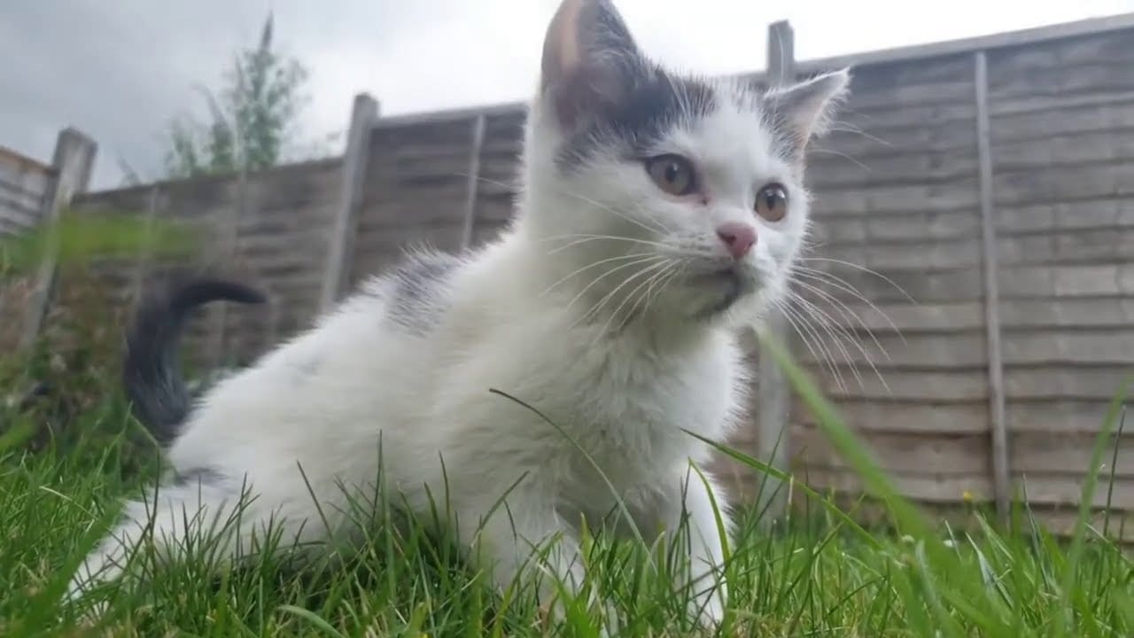 Funny Cat Videos - Cute and Funny Cat Videos Compilation