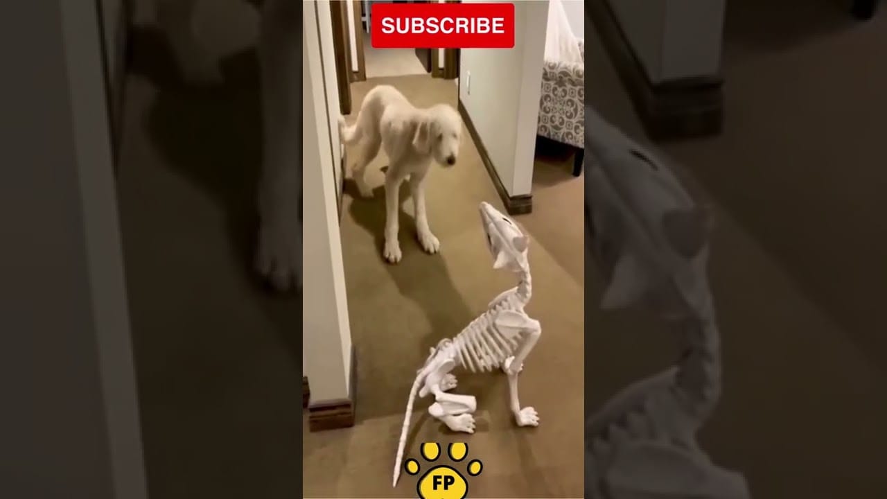 Best Amazing Funny Animals 2022 #shorts #funnyanimal #cat #dog