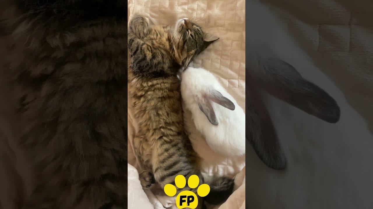 Cute Cats Videos Compilation | Funniest Cat Videos 2022 #shorts