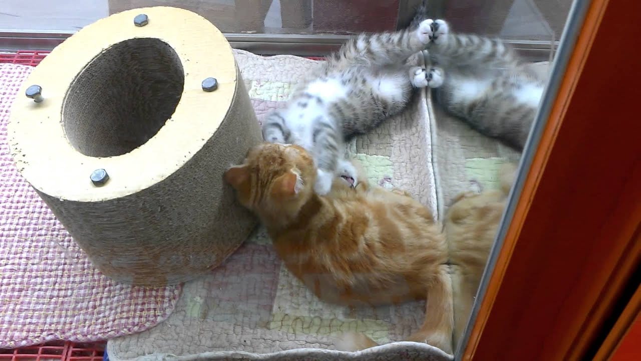 Crazy Cats &; Smashs 1