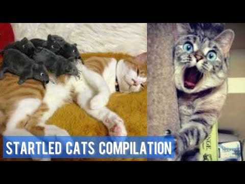 Funny Scared Cat Videos - Startled Cats Compilation | Hilarious Cats