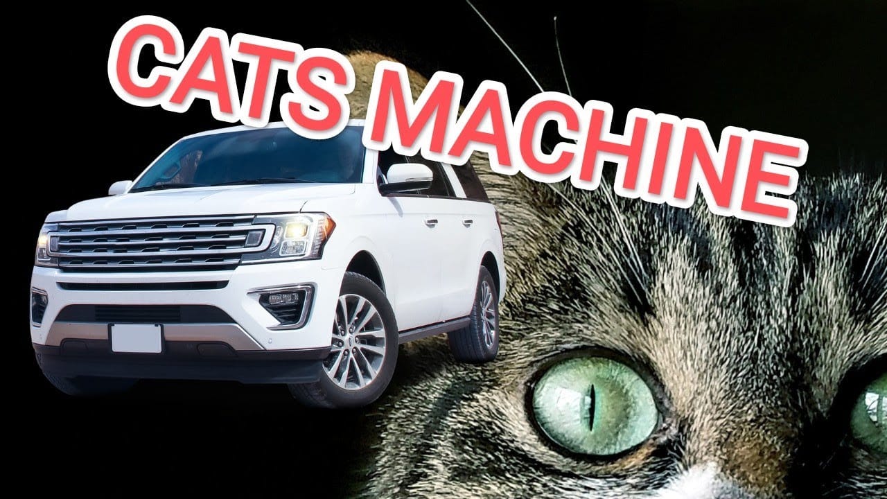 Very funny and Crazy cats