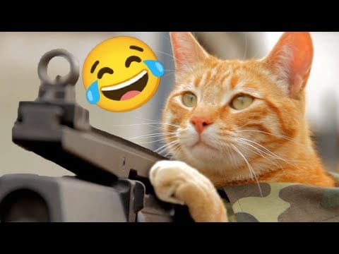 Funny Cat Videos Compilation #8 Best Of The 2023 Animal Videos