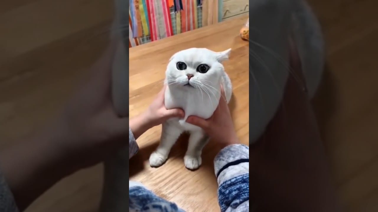 Funny cat videos - Cute cat videos - Cute animals - funny cats