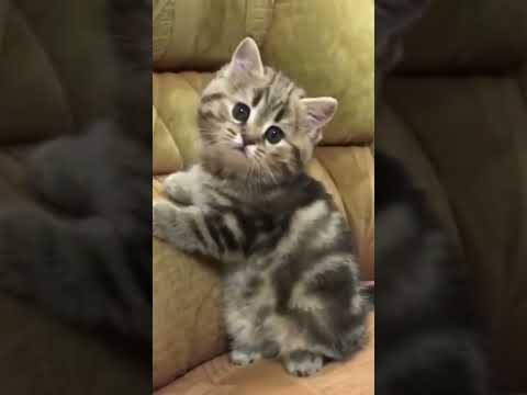 cute cats/funny kitten #shorts