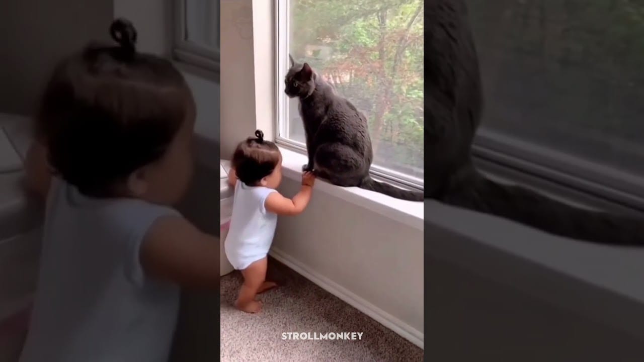 The Funniest Cat Videos You'll See This Week #meow  #kitty  #kitten  #cutecat