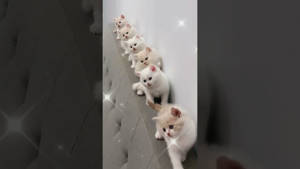 Funny baby Cats Animals #Shorts