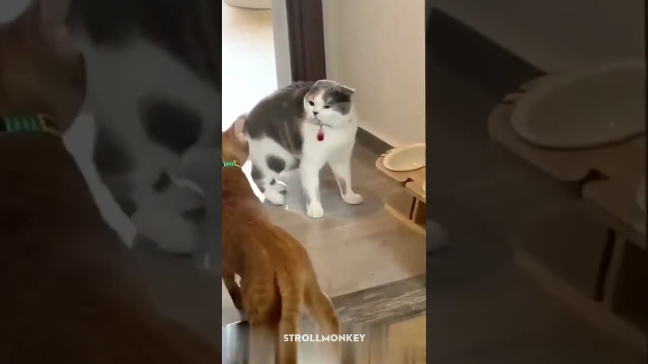 Cats Doing the Most Hilarious Things #catvideos #petvideos #animallovers