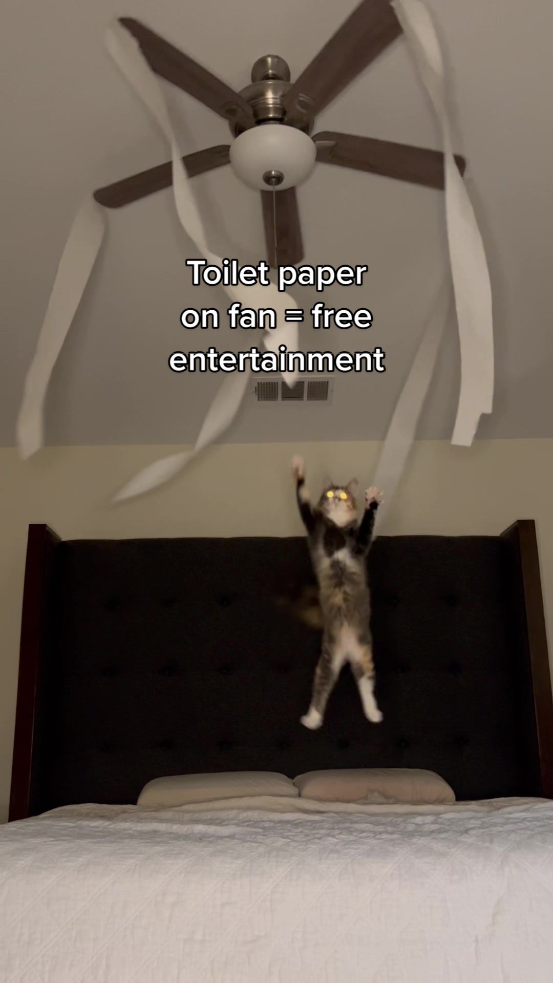 The closing jump cracks me up. #catmom #diycattoy #catsoftiktok #kittensoftiktok #kittens #catvideos