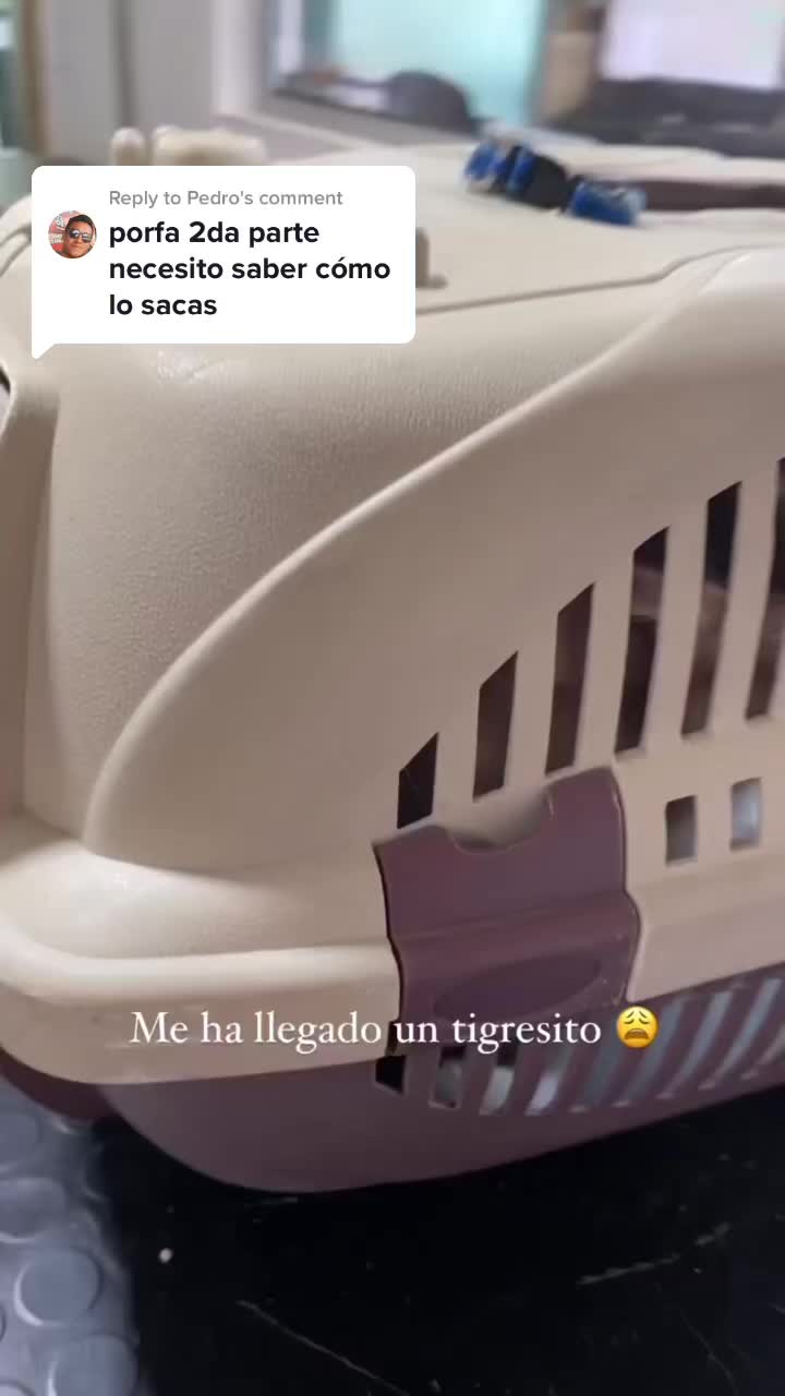 Replying to @Pedro Detrás de este tigre, hay un gatito con temor 🥺. #comportamientofelino #angrycat #catvideos #catangryvideo #sadvideo #peluqueriafelina #gatos #fyp #foryoupage #viralcat #viralvideo #adoptanocompres | Textual declare TIKTOK to 833-880-7724 For A Free Night Promo Code