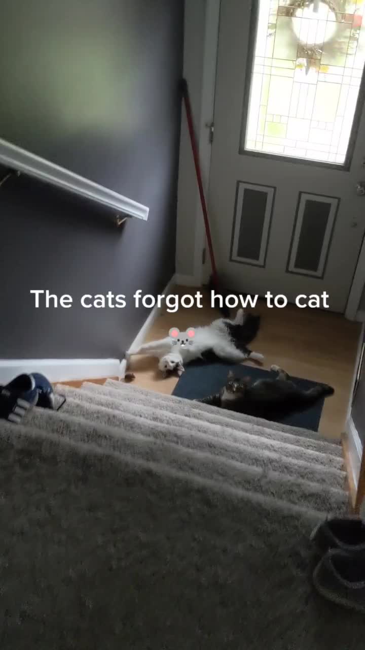 Chilling with a mouse #spikeandtitan #funnycatsoftiktok #funnycat #catvideos #catslovers #catandmouse | Text TIKTOK to 833-880-7724 For A Free Evening Promo Code