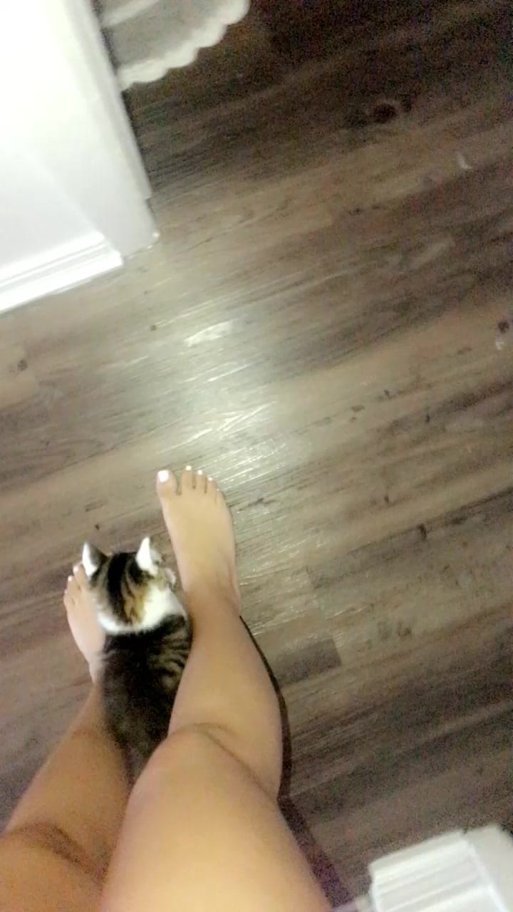 The sass is solid on this one. #Ginnythecat #foryoupage #catsoftiktok #catvideos #fyp | Textual converse TIKTOK to 833-880-7724 For A Free Night Promo Code