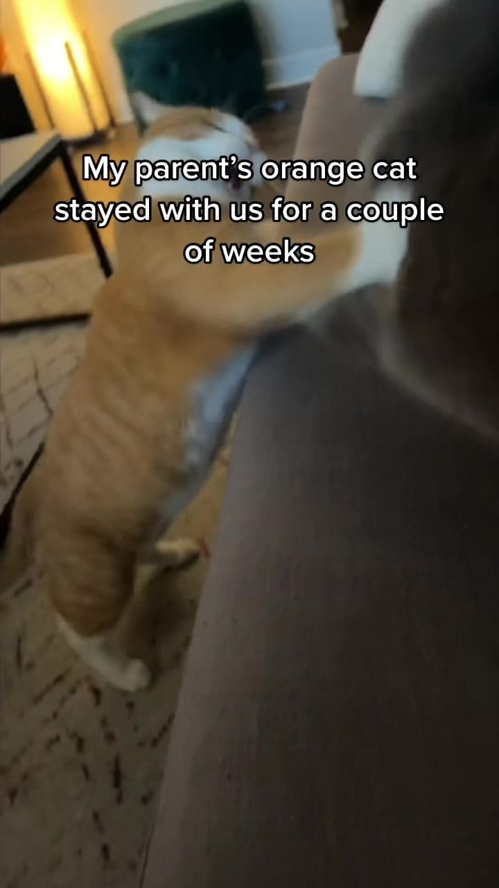#catsoftiktok #catvideos #catvideosontiktok #catfight #catbesties #orangecat #russianbluecat | Textual protest material TIKTOK to 833-880-7724 For A Free Night Promo Code