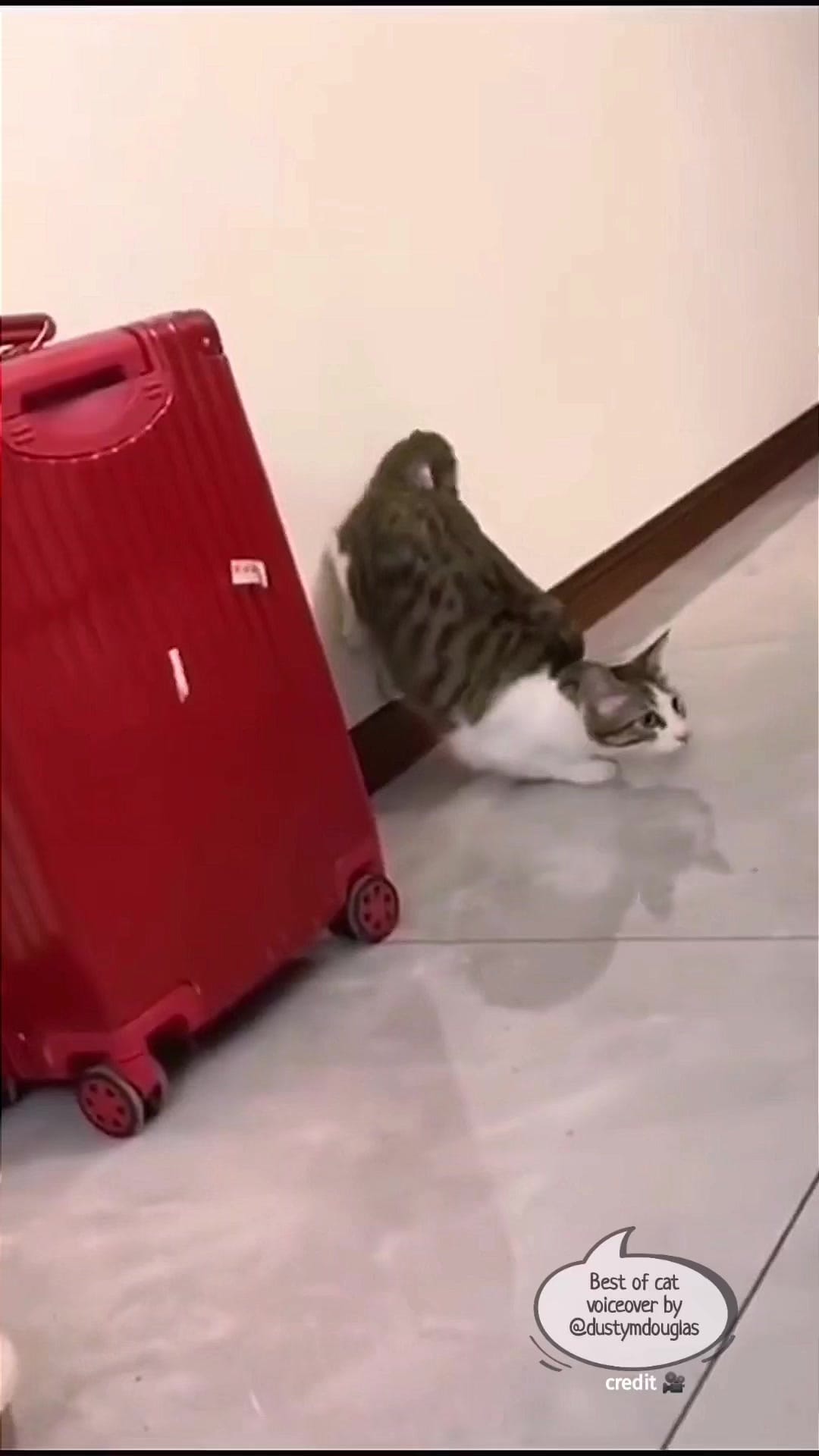 Simplest cats voiceover by very talented @Dusty🗣Dubs . #funnycats #cutecats #petsfunnyvideos #cutecatclips #funnypets #petcatvideos #catvideos #petcats #talkingcat #voiceover | Textual whine TIKTOK to 833-880-7724 For A Free Evening Promo Code