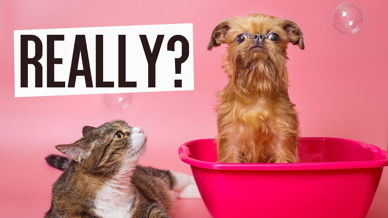 Cat tiktok at Cats Luv Us