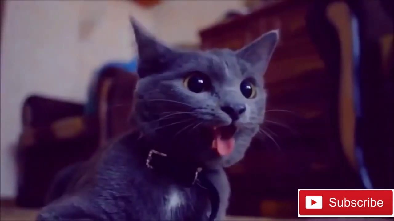 Funny crazy cats and animals doing their own thing!