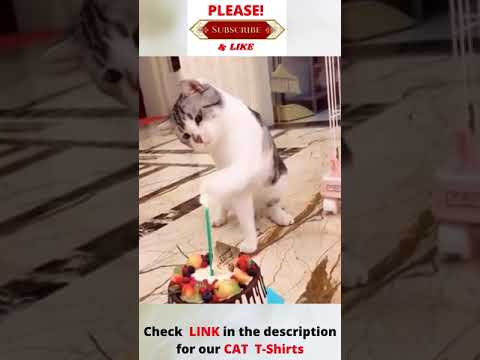 Funny Cats 2 #shorts