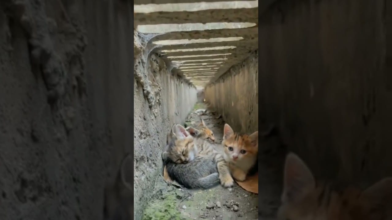 So cute Cats #shorts #cat