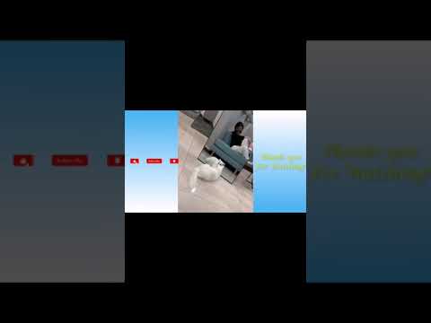 Cat vs mirror funny video