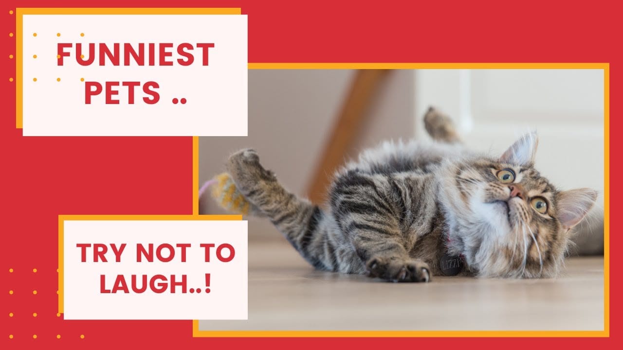 Funniest Pets ! ~ Crazy Cats ~ Dogs ~ Try Not to Laugh !