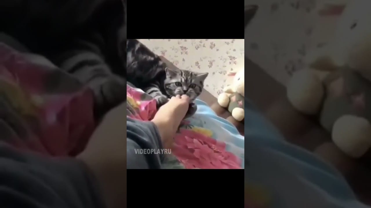 Funny Cats Worlds   Funny Cats Videos #30