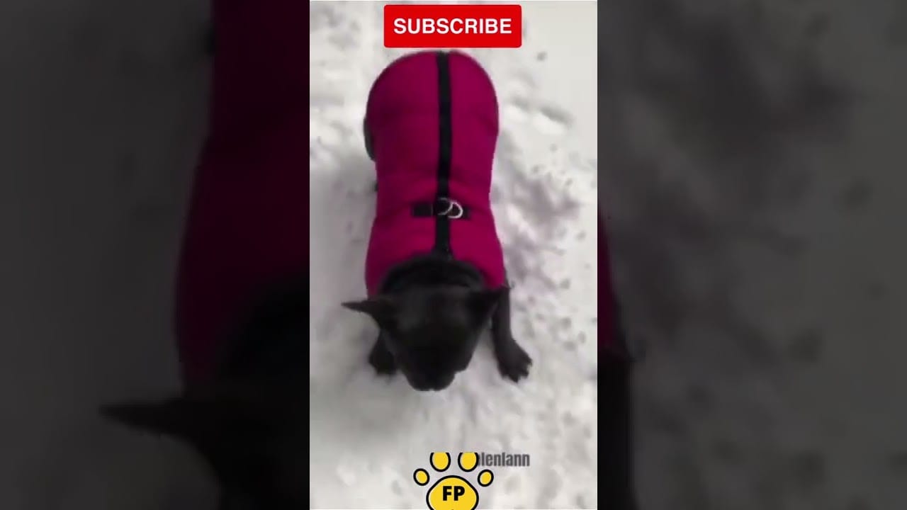 Funny Cat Videos #shorts #cute #cuteanimals #cutecats #cutedogs #cutepets #cutekitten