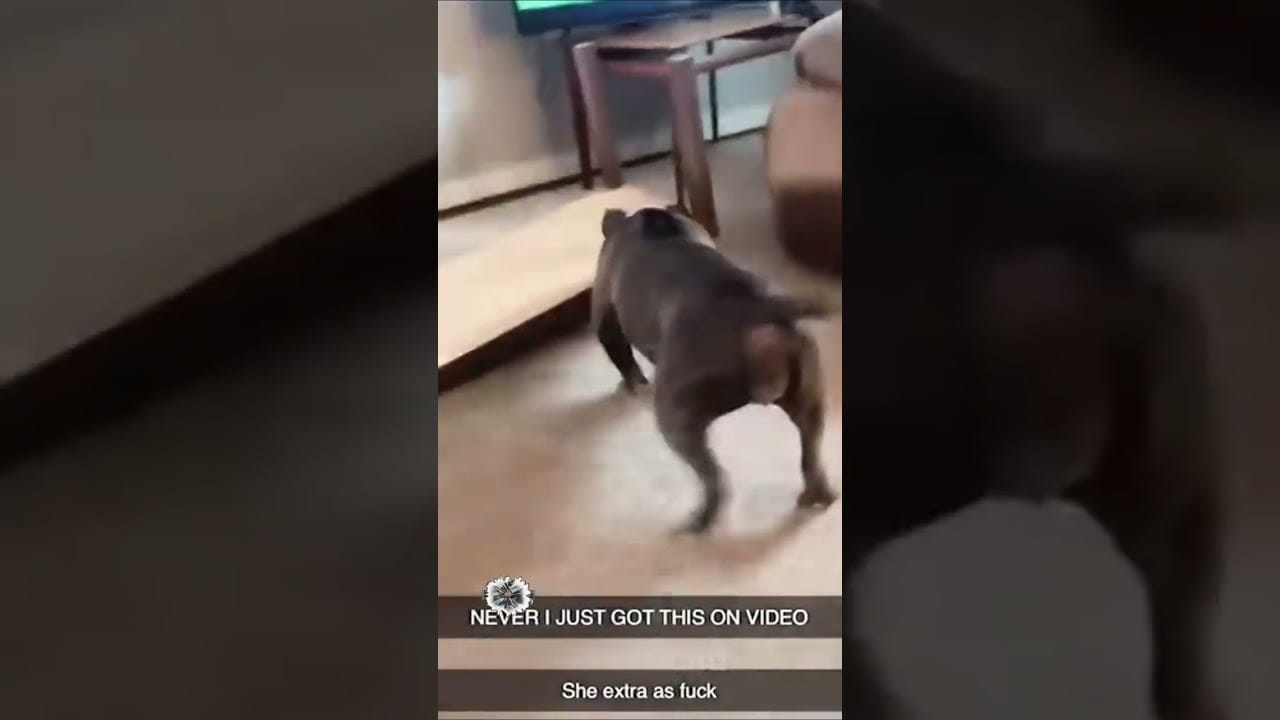 The Ultimate Compilation of the Funniest Cat and Dog Videos