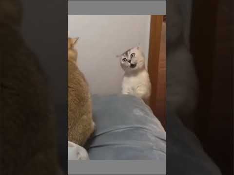 Affiliate Disclosure Information