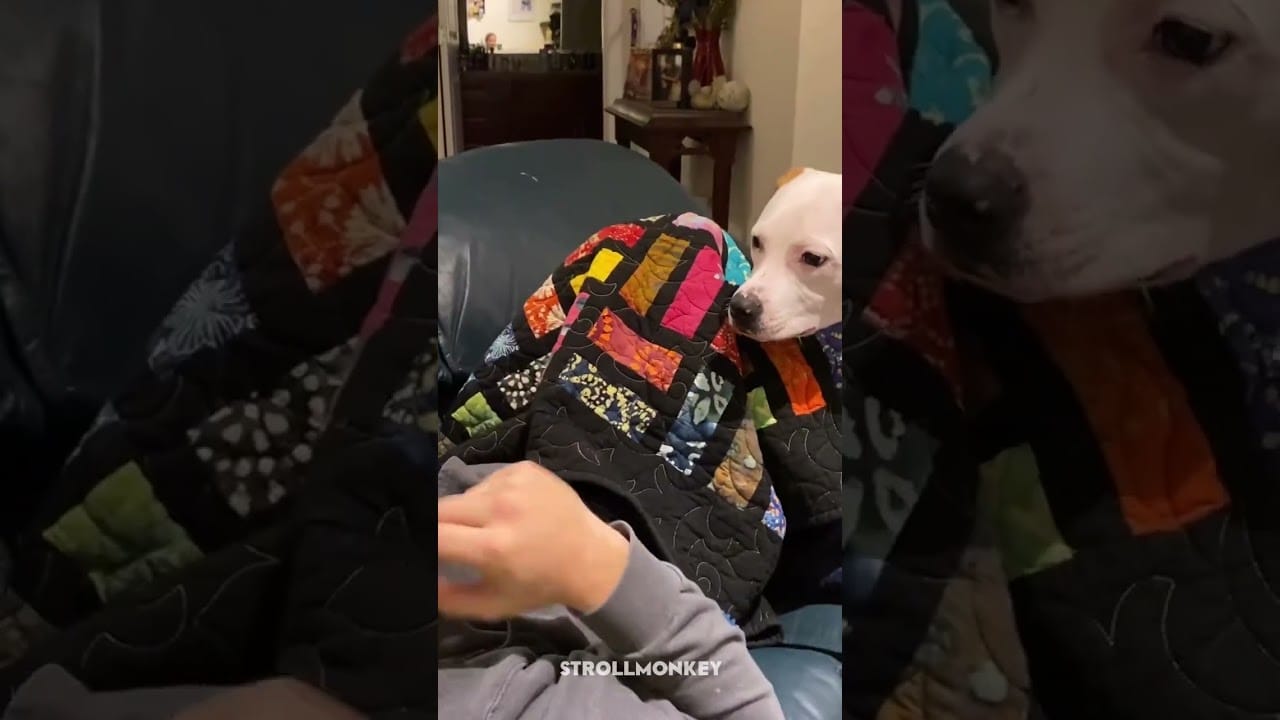 10 Reasons Why Dogs are the Funniest (and Best) Pets part 5 #dogoftheday #doglife #doglovers #bark