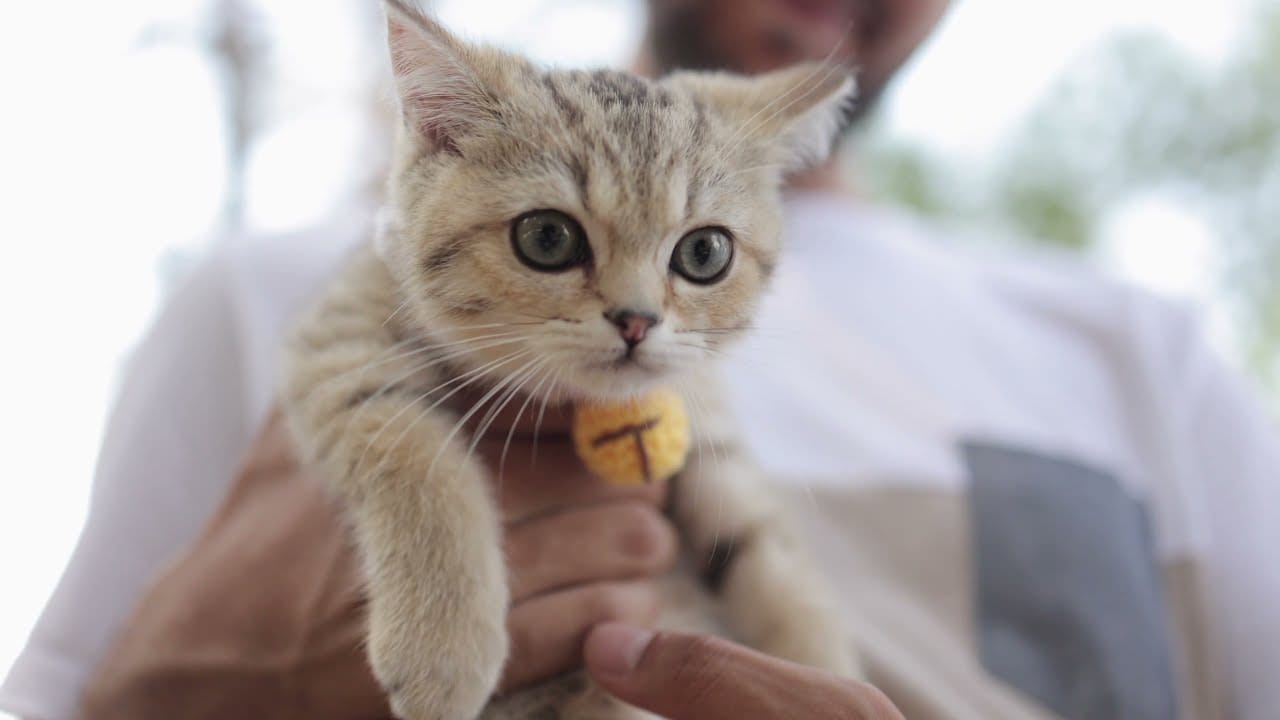 Cute and Funny Cat Videos Compilation