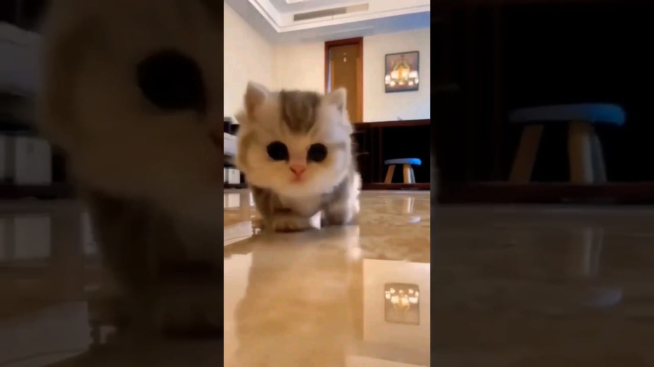 So Cute Adorable and Funny Cat Fancy Compilation #shorts #cat #kitten #viral #youtubeshorts #cats