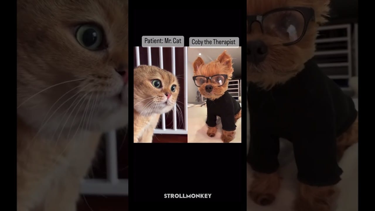 10 Reasons Why Dogs are the Funniest (and Best) Pets part 9#dogoftheday #doglife #doglovers #bark