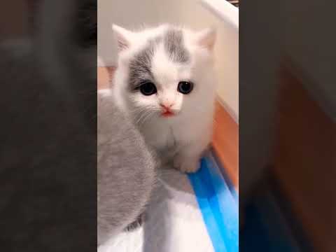 Viral cute and funny cats. #shorts #cat #kittens