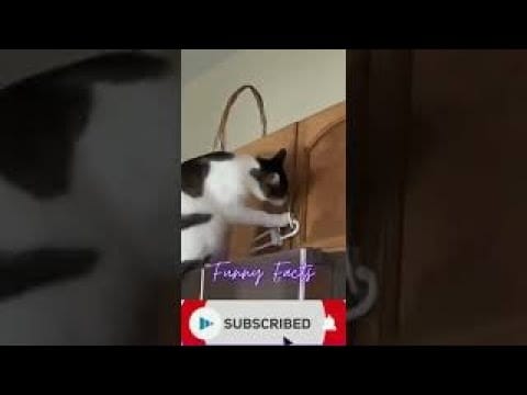 FUNNY CATS VIDEOS #CATS #FUNNYCATS #shorts