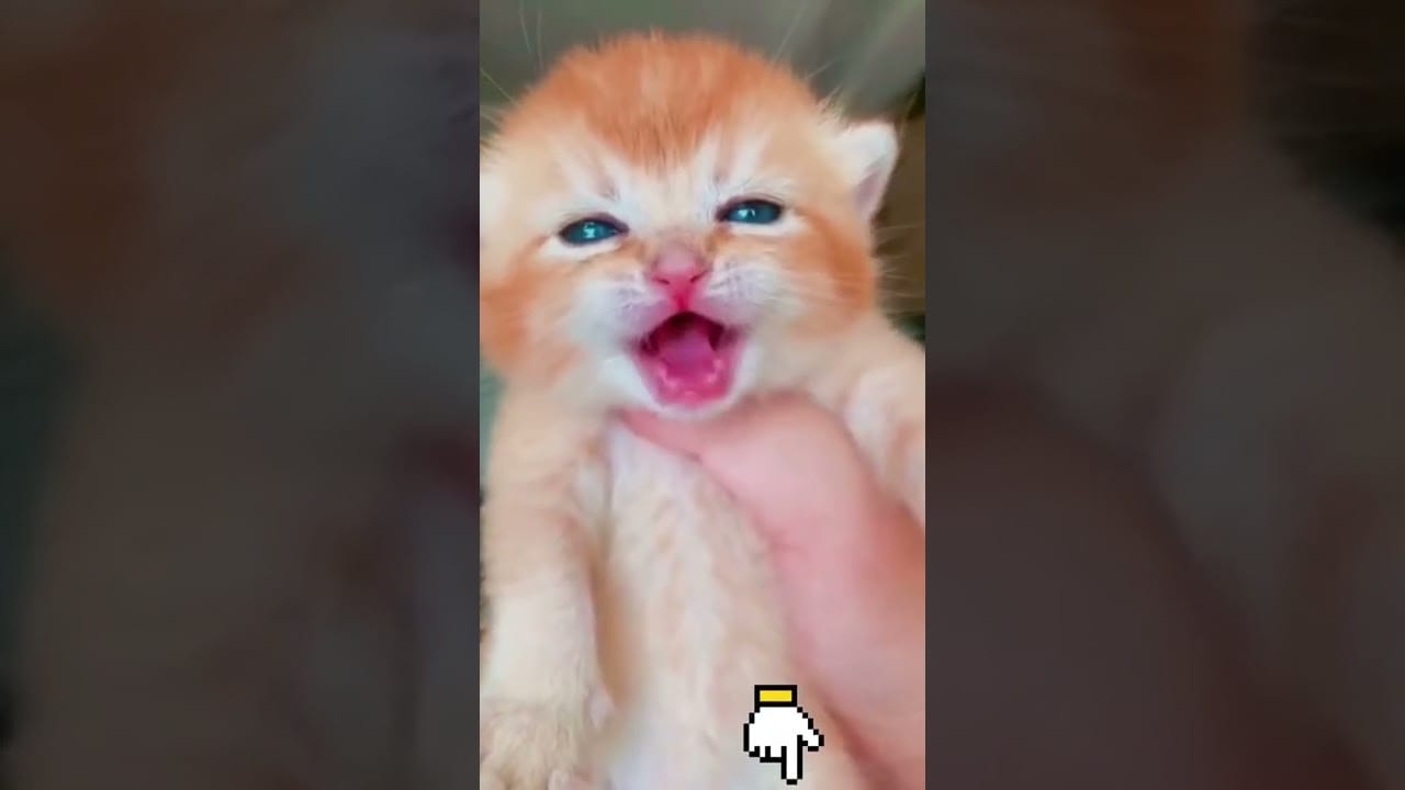 Baby Cats - Cute Funny Cats Videos #cat #cutecat #shorts #cute #cats #funny #animals