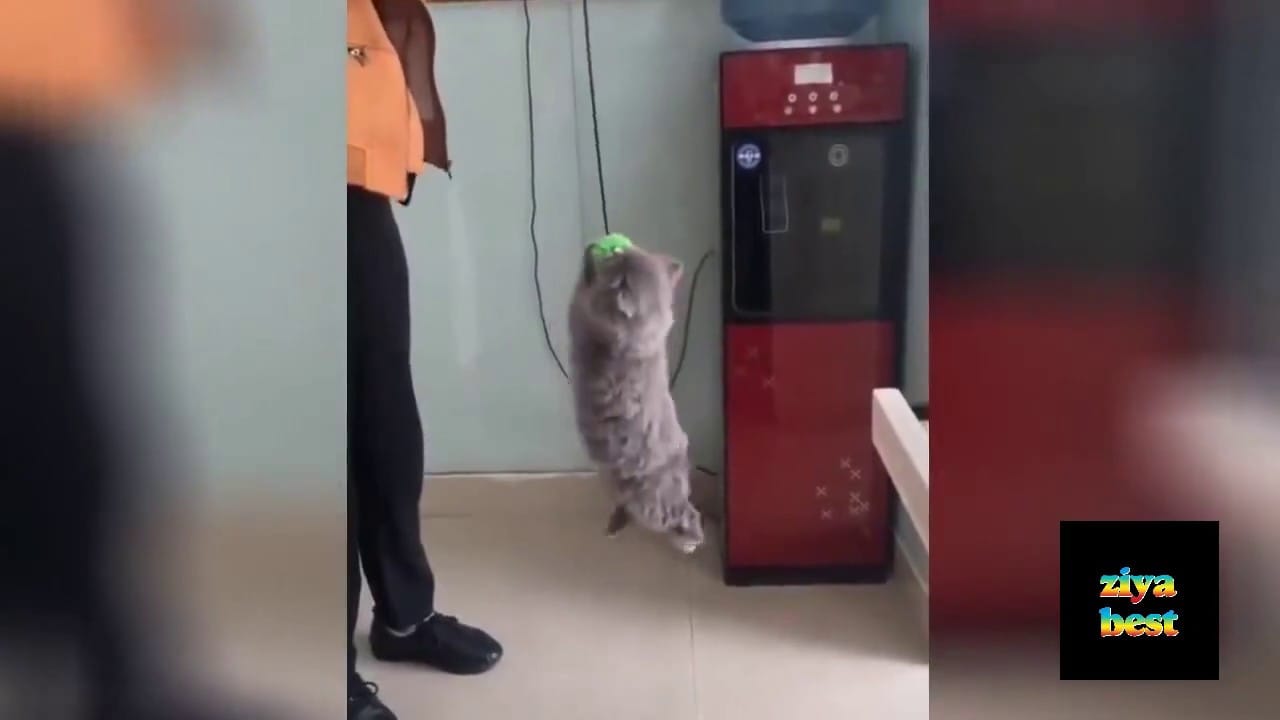 Best FUNNY CATS hilarious videos  _ Gros Chats Hilarants -- Amazing Compilation--#2