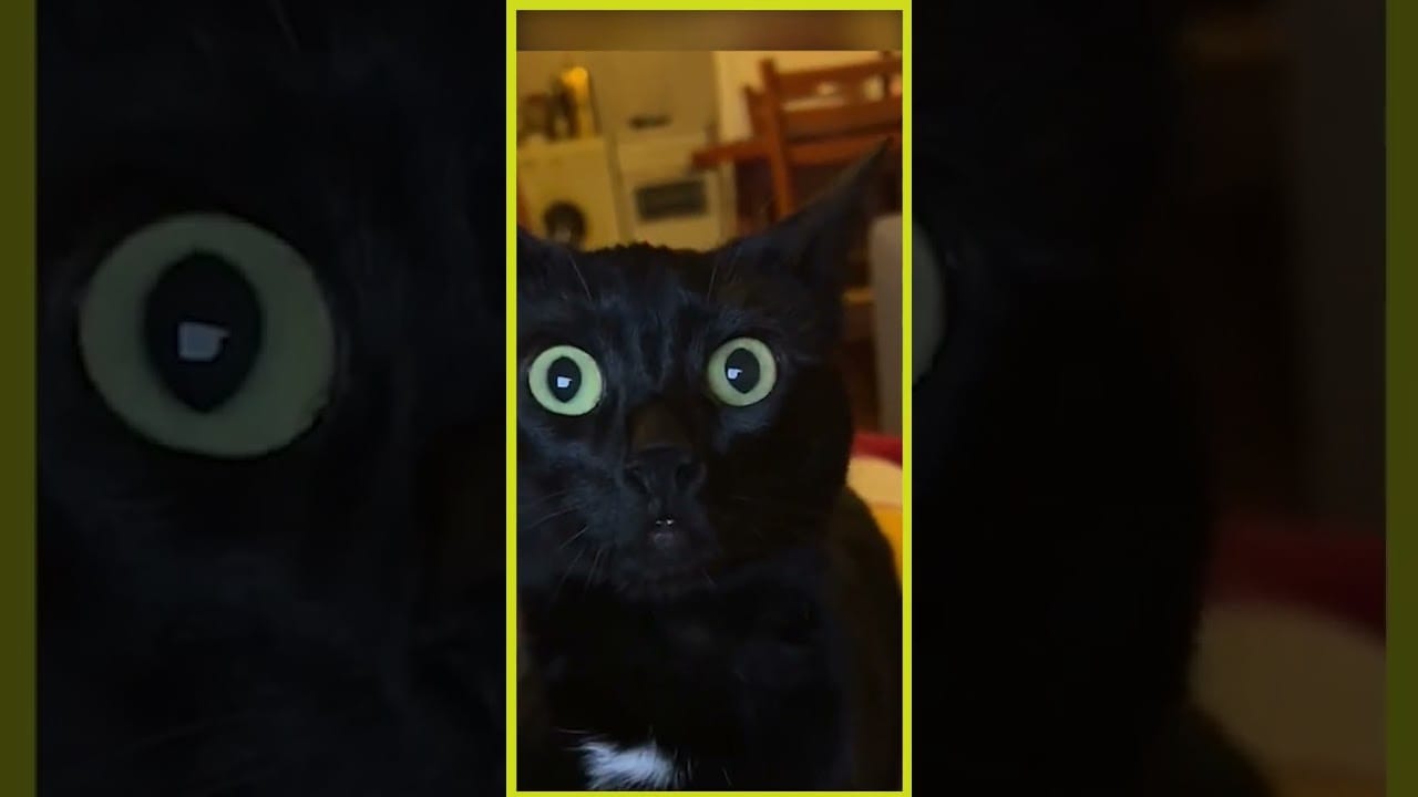 Captivating cat : Grace and Elegance II The mesmerizing beauty of our a majestic cat #shorts #cat