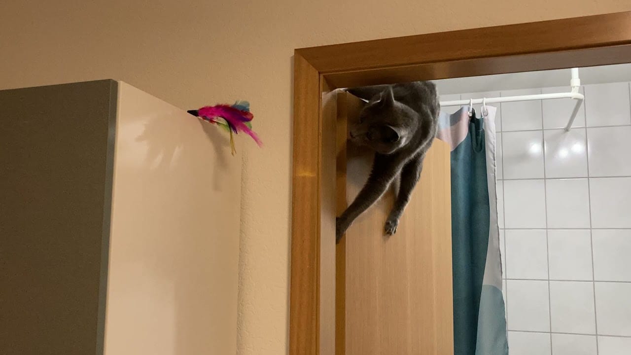 Cat Fail 2021 - SilvaNebel