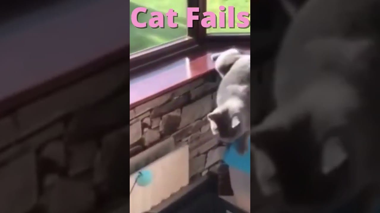 Cat Fails #shorts