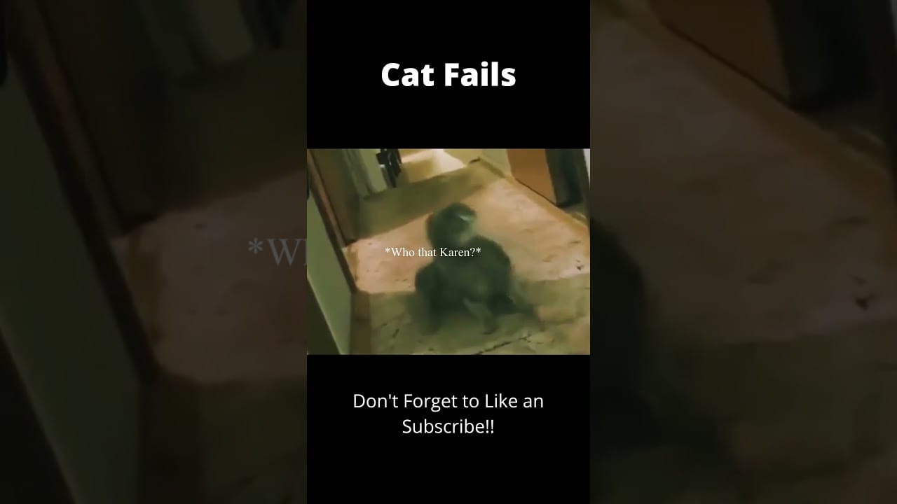 Cat Fails