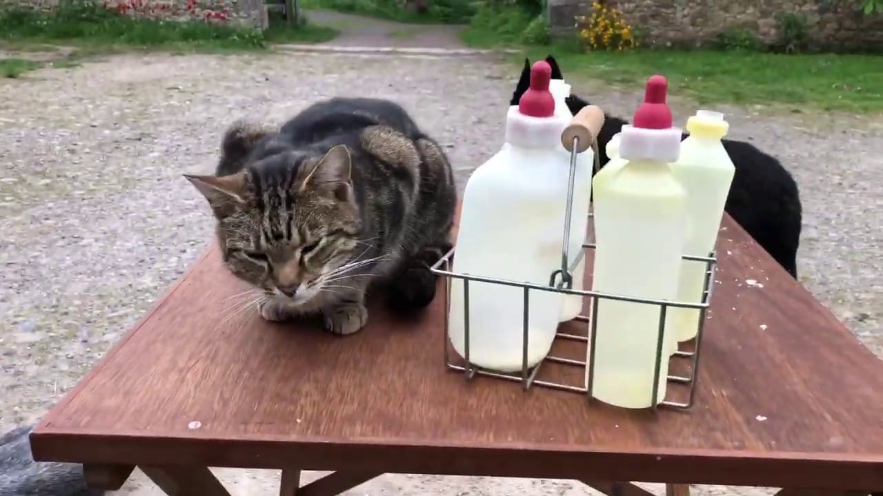 Cat Ovenmitt oversees puppy & dog antics