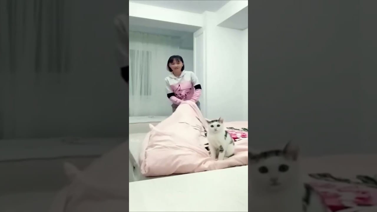 Cats Being Clowns: The Funniest and Most Hilarious Cat Shorts!