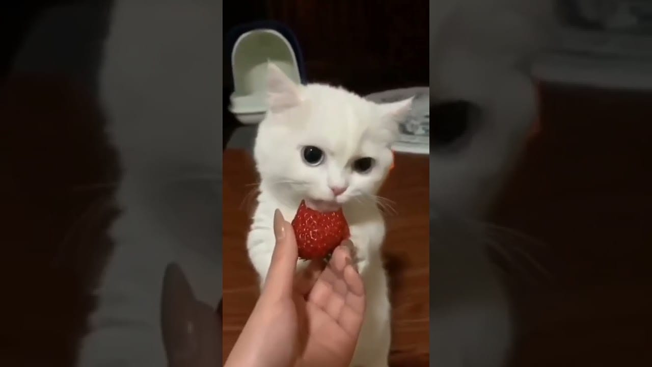 Cats Life Funny Cats #funny #shorts