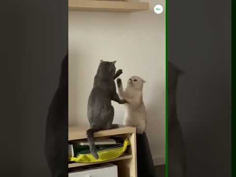 Crazy Funny Cute Cats Videos to keep You Smiling #lovecats #cutecats #finak