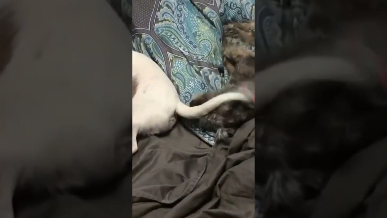 Crazy Pets | #Cats | #Dogs | #Funny #Pets #shorts #reels