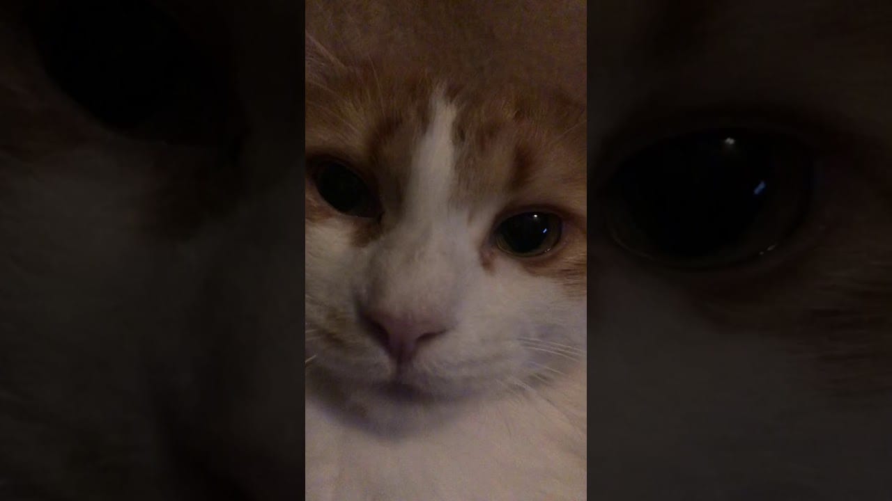 Cute Cat Closeup - Tribal Soup Project