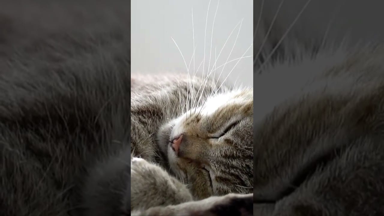 Cute Cats And Kittens Funny Videos#shorts