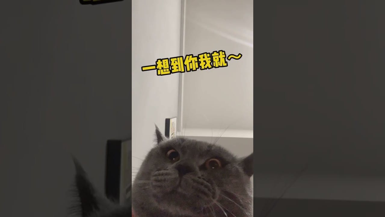 Cute Cats - Cute and Funny Cat Videos Compilation 23