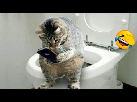 Cute Cats Videos: The Most Hilarious Cats Ever! Funny Cats